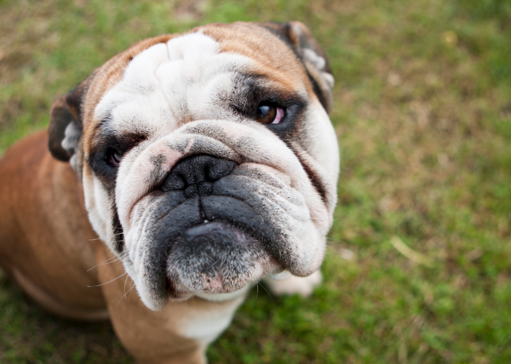 #3. Bulldog